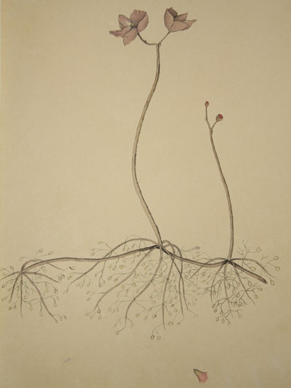 Utricularia_31